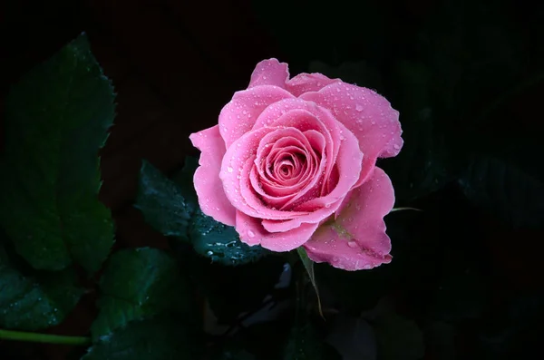 Schöne Rosa Rose Auf Schwarzem Hintergrund Die Fähigkeit Der Schönheit — Stockfoto