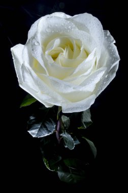 Beyaz çiğ damlaları ile yükseldi. Siyah arka plan üzerine çiğ damlaları ile güzel beyaz gül. Güzellik lütfen yeteneği.