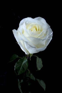 Beyaz çiğ damlaları ile yükseldi. Siyah arka plan üzerine çiğ damlaları ile güzel beyaz gül. Güzellik lütfen yeteneği.