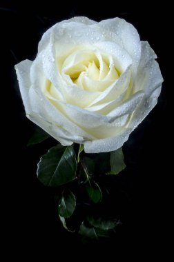 Beyaz çiğ damlaları ile yükseldi. Siyah arka plan üzerine çiğ damlaları ile güzel beyaz gül. Güzellik lütfen yeteneği.