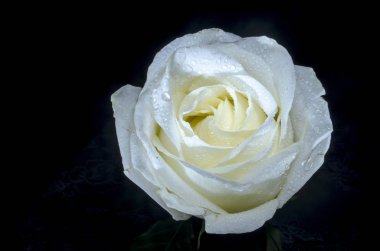 Beyaz çiğ damlaları ile yükseldi. Siyah arka plan üzerine çiğ damlaları ile güzel beyaz gül. Güzellik lütfen yeteneği.