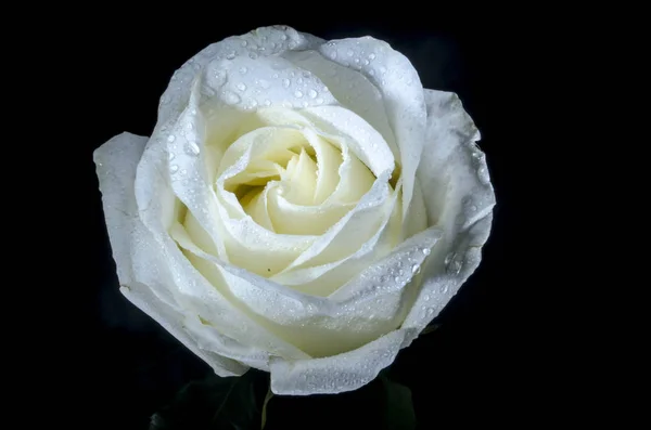 White rose with drops of dew. Beautiful white rose with drops of dew, on black background. The ability to please the beauty.