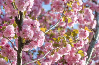 Nazik sakura blooms bahar.