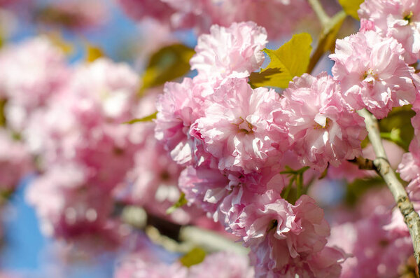Мягкая сакура расцветает весной
.