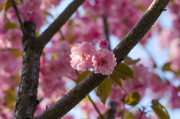 Sakura Blândă Înflorește Primăvara — Fotografie, imagine de stoc