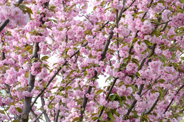 穏やかな桜咲く春 ストックフォト