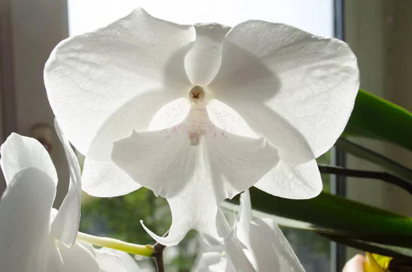 Flores Florescentes Uma Orquídea Branca — Fotografia de Stock