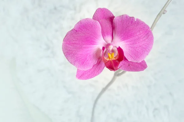 blossoming flowers of a purple  orchid