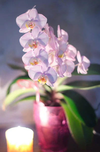 Kwitnących Kwiatów Delikatnie Różowa Orchidea — Zdjęcie stockowe