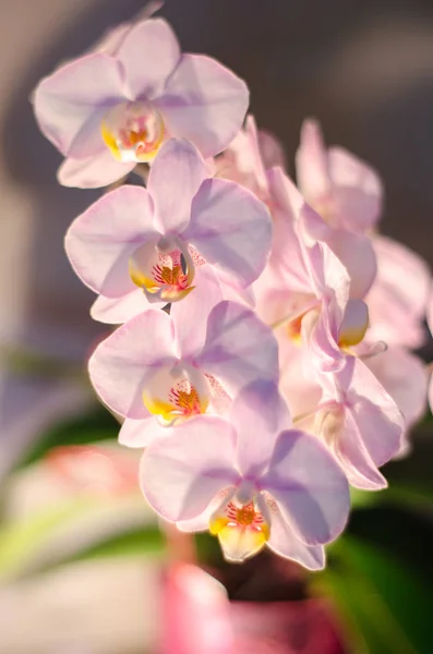 blossoming flowers of gently pink orchid