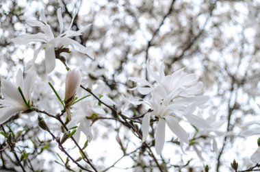 Çiçek açması Manolya bahar ilham için. Güzellik lütfen yeteneği.