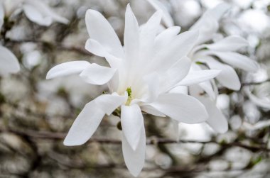 Çiçek açması Manolya bahar ilham için. Güzellik lütfen yeteneği.