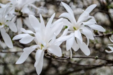 Çiçek açması Manolya bahar ilham için. Güzellik lütfen yeteneği.