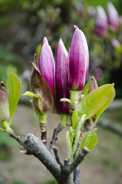 Magnolie Kwitnące Wiosną Inspiracji Możliwość Proszę Piękno — Zdjęcie stockowe