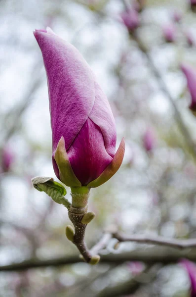Magnolias Florecientes Primavera Para Inspirarse Capacidad Complacer Belleza — Foto de Stock