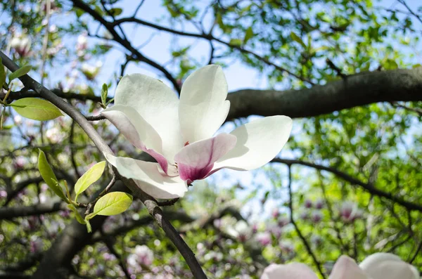 Blühende Magnolien Frühling Zur Inspiration Die Fähigkeit Der Schönheit Gefallen — Stockfoto