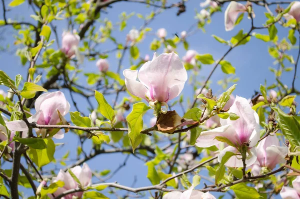 Magnolias Florecientes Primavera Para Inspirarse Capacidad Complacer Belleza —  Fotos de Stock