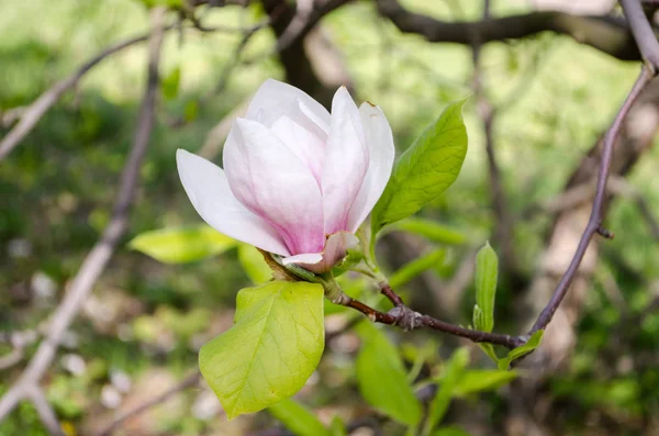 Blommande Magnolior Våren För Inspiration Förmågan Att Behaga Skönhet — Stockfoto