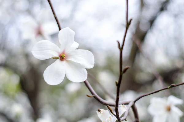 Квітучі Магнолії Навесні Натхнення Здатність Задовольняти Красу — стокове фото