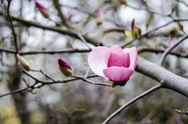 Magnolie kwitnących wiosną dla inspiracji i prezent. — Zdjęcie stockowe