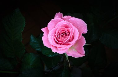 Siyah arka plan üzerine çiğ damlaları ile güzel pembe gül.