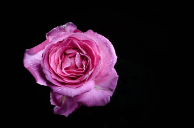 Siyah arka plan üzerine çiğ damlaları ile güzel pembe gül.