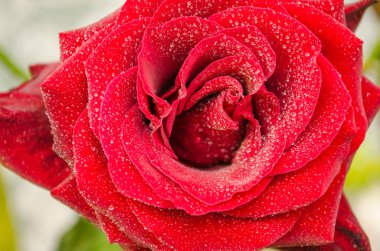 Işık arka plan üzerinde çiğ damlaları ile güzel kırmızı gül.