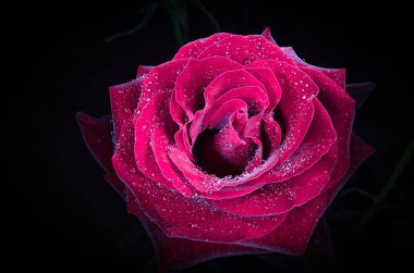 Siyah arka plan üzerine çiğ damlaları ile güzel kırmızı gül.