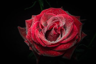 Siyah arka plan üzerine çiğ damlaları ile güzel kırmızı gül.