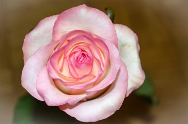 Güzel pembe-çay yaprakları ligth sarı parke zemin üzerine gül