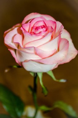 Güzel pembe-çay yaprakları ligth sarı parke zemin üzerine gül