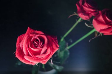 Mistik mavi zemin üzerine çiğ damlaları ile güzel kırmızı gül.