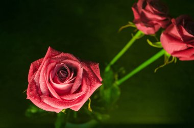 Yeşil zemin üzerine çiğ damlaları ile güzel pembe gül.
