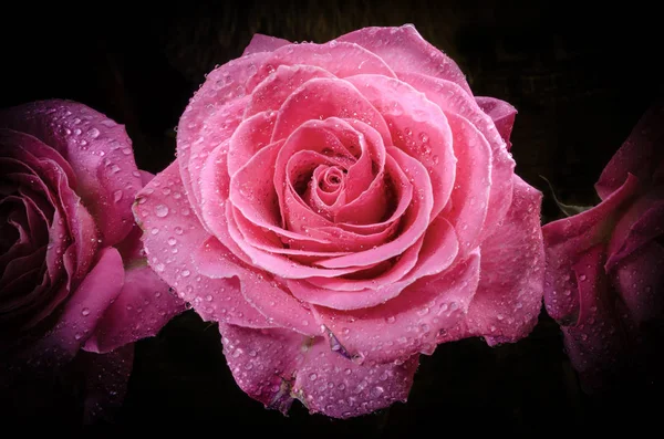 Schöne Rosa Rose Mit Tautropfen Auf Schwarzem Hintergrund — Stockfoto