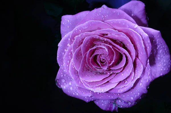 Linda Rosa Violeta Com Gotas Orvalho Sobre Fundo Preto — Fotografia de Stock