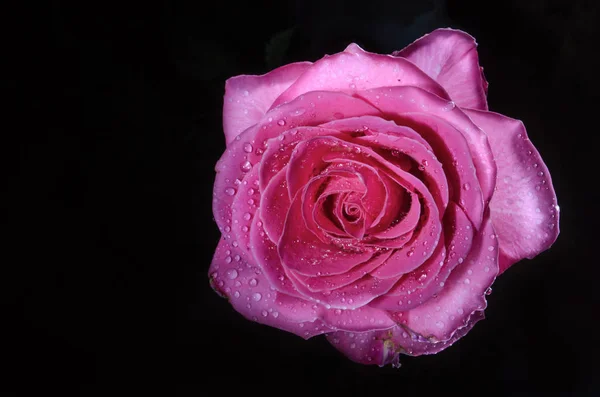 Beautiful pink rose with drops of dew, on black background.