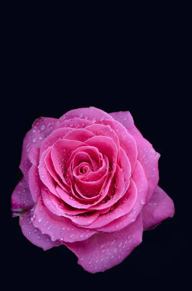 Schöne Rosa Rose Mit Tautropfen Auf Schwarzem Hintergrund — Stockfoto