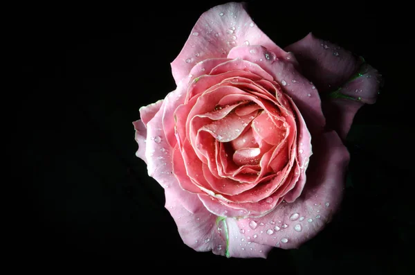 Beautiful Tea beige rose with drops of dew, on black background.