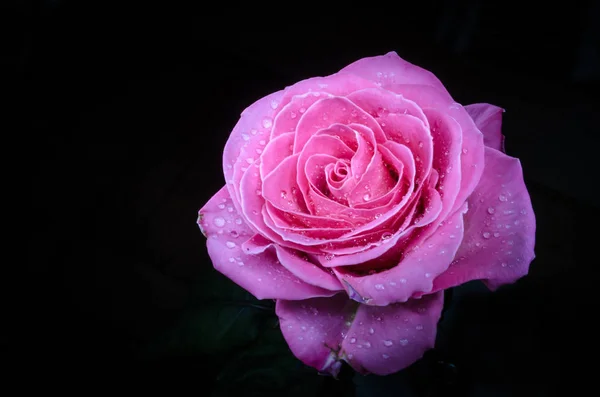 Beautiful pink rose with drops of dew, on black background.