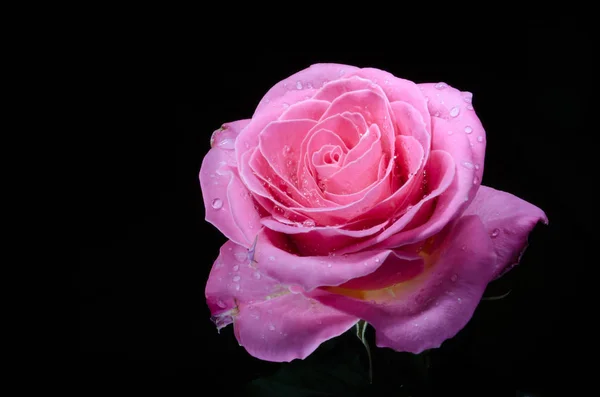 美丽的粉红色玫瑰与滴露水 黑色背景 — 图库照片