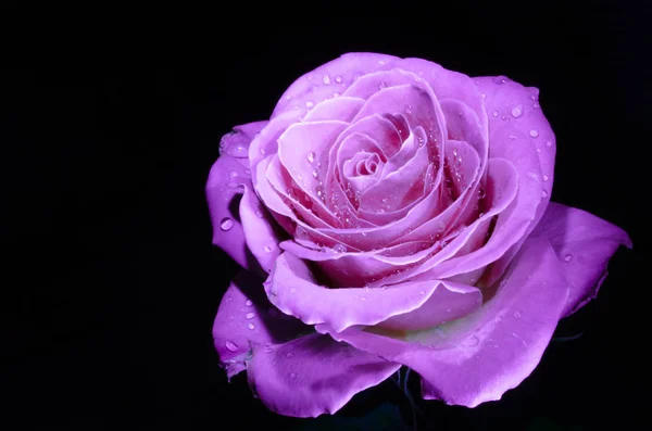 Beautiful violet rose with drops of dew, on black background.