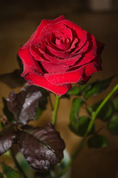 Красивая Красная Роза Капельками Росы Фоне Листьев — стоковое фото