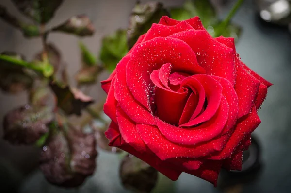 Schöne Rote Rose Mit Tautropfen Auf Grünem Blätterhintergrund — Stockfoto