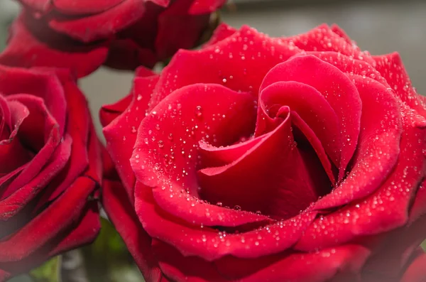 Beautiful red rose with drops of dew, on light background.