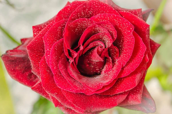 Hermosa Rosa Roja Con Gotas Rocío Sobre Fondo Claro — Foto de Stock