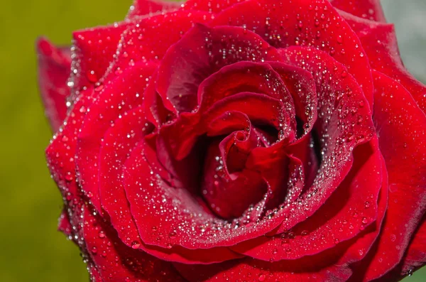 Hermosa Rosa Roja Con Gotas Rocío Sobre Fondo Claro — Foto de Stock