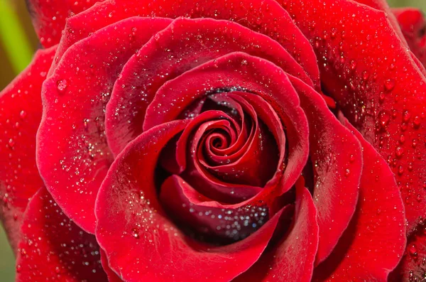 Hermosa Rosa Roja Con Gotas Rocío Sobre Fondo Claro — Foto de Stock