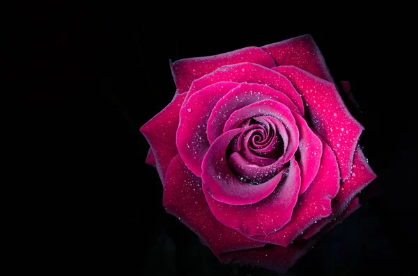 Hermosa Rosa Roja Con Gotas Rocío Sobre Fondo Negro — Foto de Stock