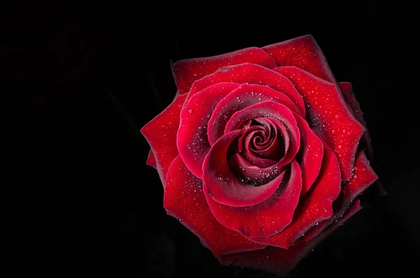 Schöne Rote Rose Mit Tautropfen Auf Schwarzem Hintergrund — Stockfoto