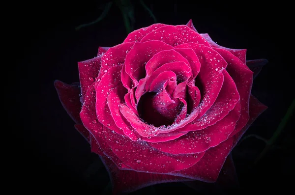 Hermosa Rosa Roja Con Gotas Rocío Sobre Fondo Negro — Foto de Stock